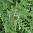 矮藍刺頭 矮藍刺頭