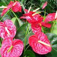火鶴花(火鶴（天南星科植物）)