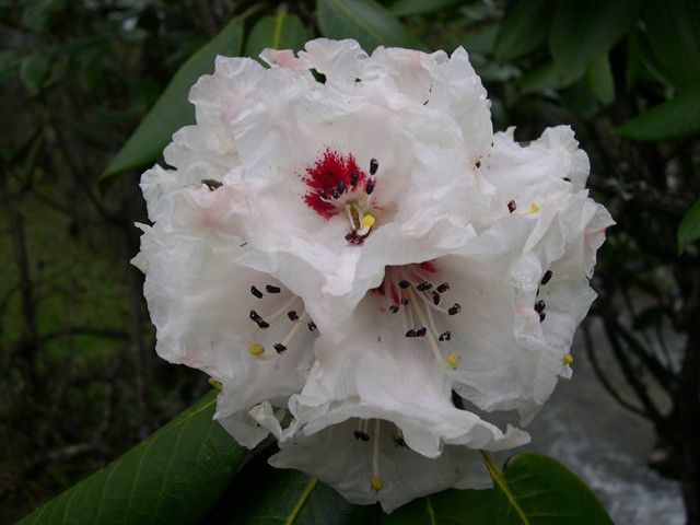 早春杜鵑 早春杜鵑