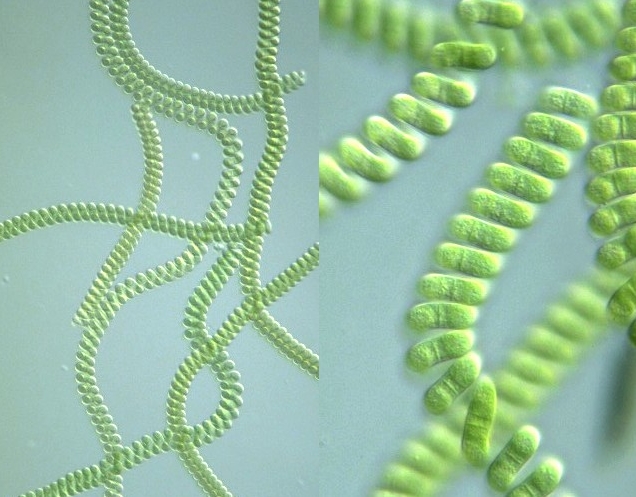 夏威夷螺旋藻