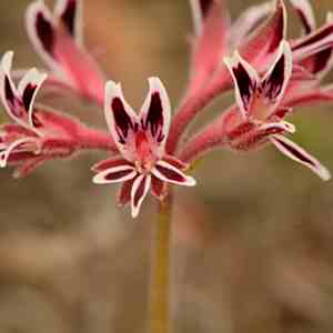 Pelargonium pilosellifolium