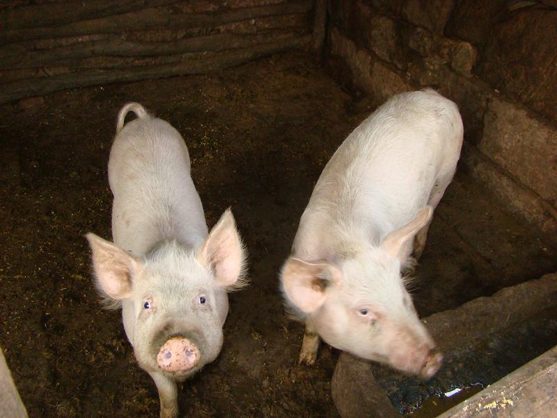 涼傘坡村-家豬養殖