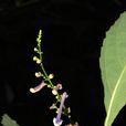 毛萼香茶菜 毛萼香茶菜
