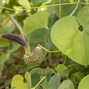 Aristolochia esperanzae