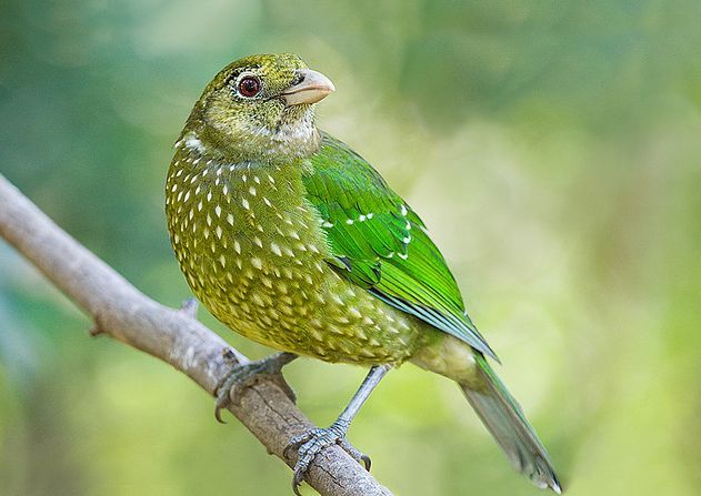 綠貓鳥(綠園丁鳥) 綠貓鳥(綠園丁鳥)