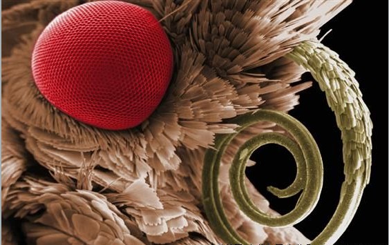 顯微鏡下螟蛾科的複眼和口器