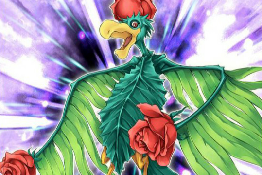 薔薇鳥 薔薇鳥