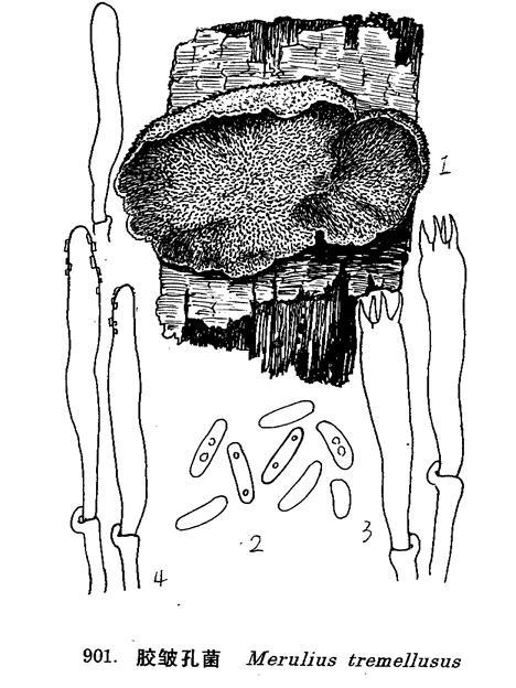 膠皺孔菌 膠皺孔菌