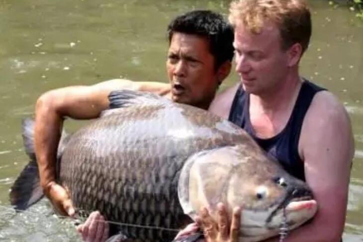 暹羅鯉魚 暹羅鯉魚