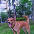 中華犬