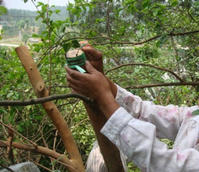 技師用油茶樹做砧木，嫁接茶花