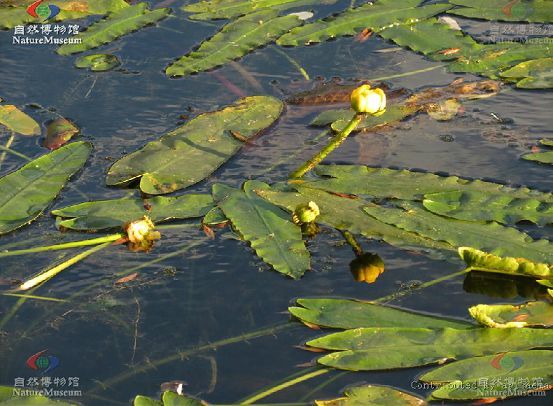 萍蓬草屬(Nuphar) 萍蓬草屬(Nuphar)