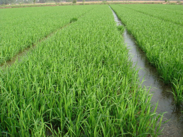 雜交水稻稻田