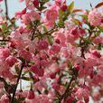 垂絲海棠(薔薇目薔薇科植物) 垂絲海棠(薔薇目薔薇科植物)
