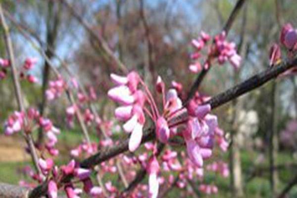 Cercis canadensis \x27Silver Cloud\x27 Cercis canadensis \x27Silver Cloud\x27