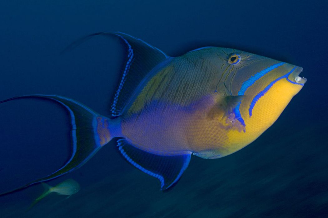 異鰭魚 異鰭魚