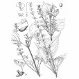 癭花香茶菜(唇形科香茶菜屬植物) 癭花香茶菜(唇形科香茶菜屬植物)