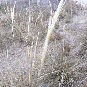 Pappophorum mucronulatum