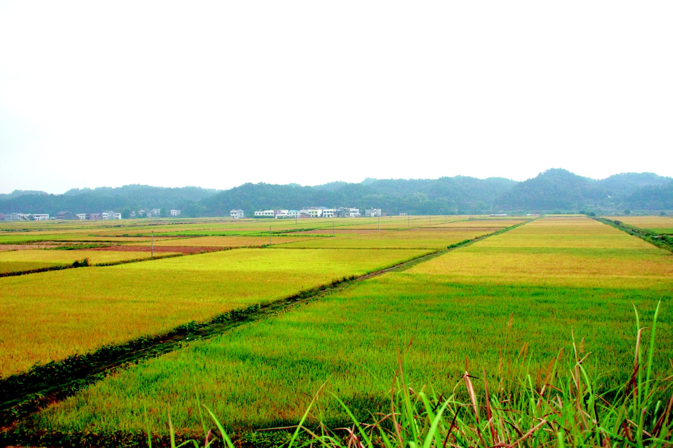 阜沙村