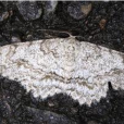克維尺蛾 克維尺蛾