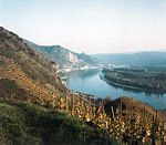 奧地利瓦豪區內臨多瑙河的葡萄園