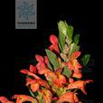 火把花(火把花) 火把花(火把花)