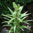 苦檀子(植物) 苦檀子(植物)