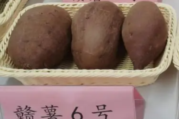 贛薯6號 贛薯6號