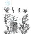 崗松(桃金孃目桃金孃科植物)