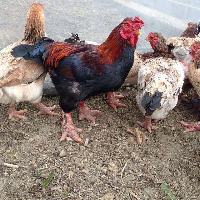 粗腿雞 粗腿雞
