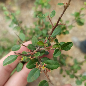 Schinus microphylla