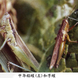 水稻芋蝗 水稻芋蝗