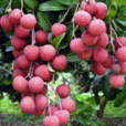 汕頭荔枝 汕頭荔枝