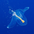 裸海蝶(海天使) 裸海蝶(海天使)