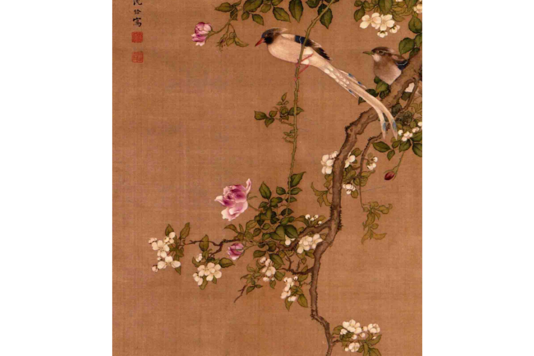 月季綬帶鳥 月季綬帶鳥