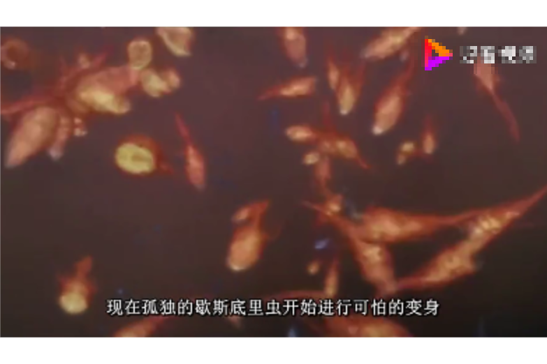 歇斯底里蟲 歇斯底里蟲