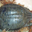 小頭鱉 小頭鱉