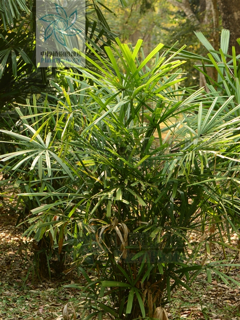 穗花軸櫚 穗花軸櫚