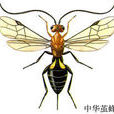 中華繭蜂