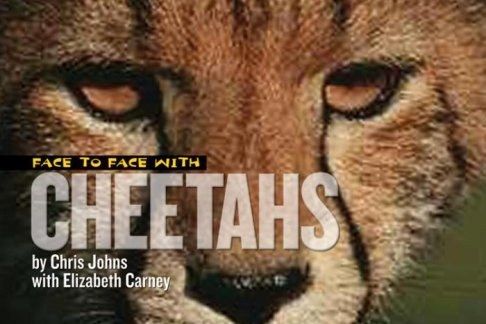 Face to Face with Cheetahs Face to Face with Cheetahs