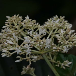 Psychotria guianensis