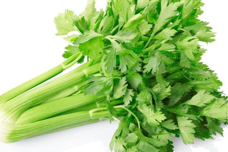 大葉芹菜 大葉芹菜
