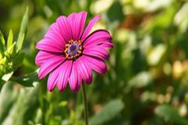 Osteospermum \x27Wildside\x27