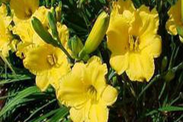 Hemerocallis \x27Miss Mary Mary\x27