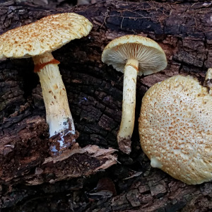 紅鱗裸傘