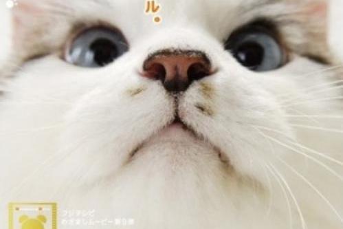貓咪物語5 貓咪物語5