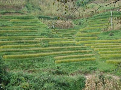 村內耕地