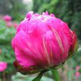 蓓蕾(植物) 蓓蕾(植物)