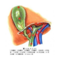 肝膽管原位成形術