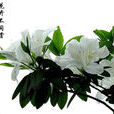 春望詞 春望詞